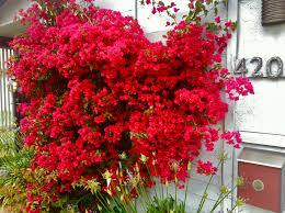 Bougainvillea 'San Diego Red' Bougainvillea Red (Vine Type) - 5 Gallon