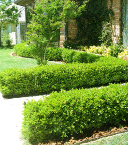 Japanese Boxwood - 1 Gallon