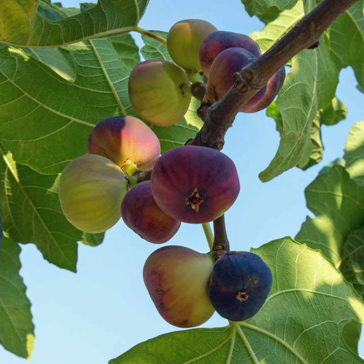 Brown Turkey Fig Tree - 24" Box