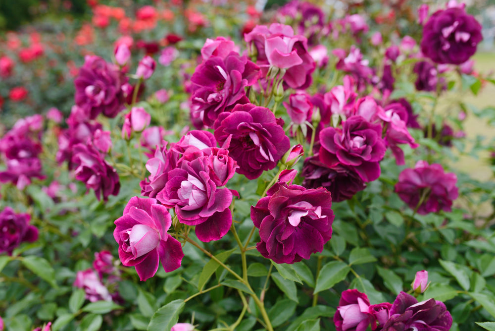 Burgundy Iceberg Rose Bush - 5 Gallon