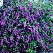 Buddleja davidii 'Black Knight' Butterfly Bush - 5 Gallon
