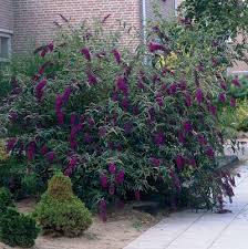 Buddleja davidii 'Black Knight' Butterfly Bush - 5 Gallon