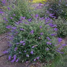 Buddleja davidii 'Black Knight' Butterfly Bush - 5 Gallon