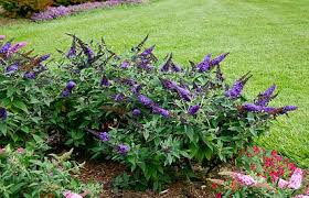 Buddleja davidii 'Black Knight' Butterfly Bush - 5 Gallon