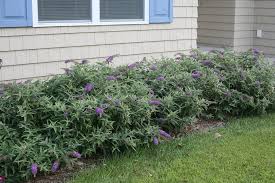 Buddleja davidii 'Black Knight' Butterfly Bush - 5 Gallon