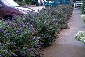 Buddleja davidii 'Black Knight' Butterfly Bush - 5 Gallon