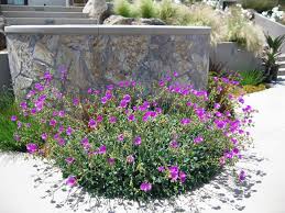 Calandrinia grandiflora - 5 Gallon