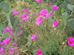Calandrinia grandiflora - 5 Gallon