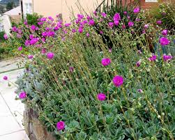 Calandrinia grandiflora - 5 Gallon