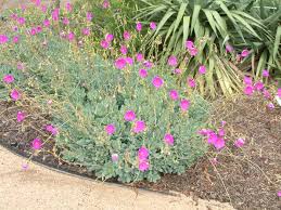 Calandrinia grandiflora - 5 Gallon