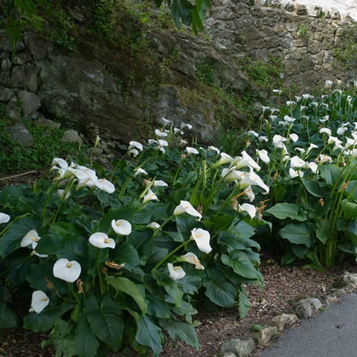 Zantedeschia aethiopica (Calla lily) - 5 Gallon