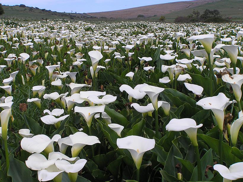 Zantedeschia aethiopica (Calla lily) - 5 Gallon