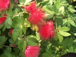 Calliandra haematocephala (C. inaequilatera) (Vine Type) - 15 Gallon