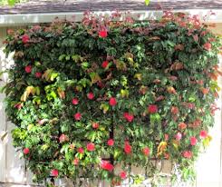 Calliandra haematocephala (C. inaequilatera) (Vine Type) - 15 Gallon