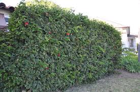 Calliandra haematocephala (C. inaequilatera) (Vine Type) - 15 Gallon