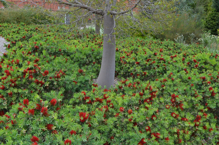 Callistemon 'Little John' Dwarf Bottlebrush - 5 Gallon