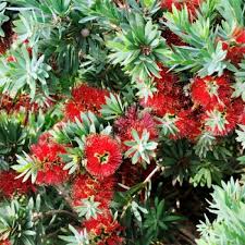 Callistemon 'Little John' Dwarf Bottlebrush - 5 Gallon