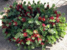 Callistemon 'Little John' Dwarf Bottlebrush - 5 Gallon
