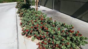 Callistemon 'Little John' Dwarf Bottlebrush - 5 Gallon