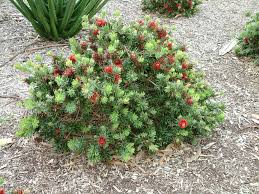 Callistemon 'Little John' Dwarf Bottlebrush - 5 Gallon