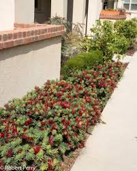 Callistemon 'Little John' Dwarf Bottlebrush - 5 Gallon