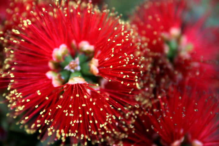 Callistemon 'Little John' Dwarf Bottlebrush - 5 Gallon