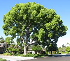 Cinnamomum camphora - Camphor Tree - 15 Gallon Standard