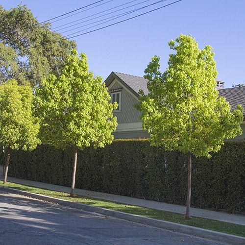 Cinnamomum camphora - Camphor Tree - 15 Gallon Standard