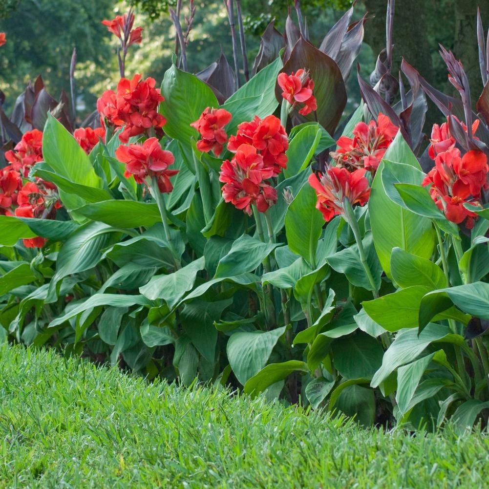 Canna Lily Red - 5 Gallon