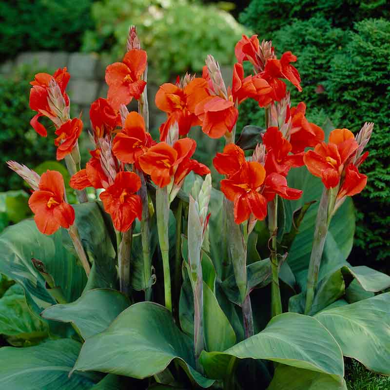 Canna Lily Red - 5 Gallon