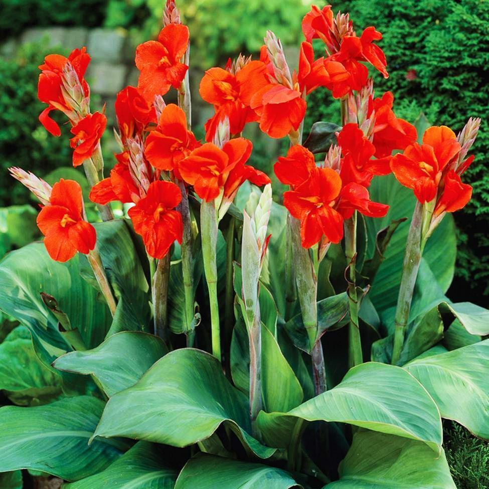 Canna Lily Red - 5 Gallon