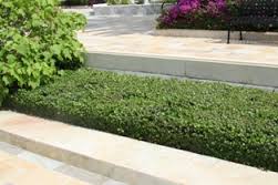 Carissa macrocarpa 'Green Carpet' Natal Plum  - 5 Gallon