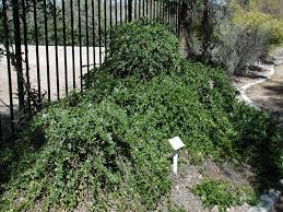 Carissa macrocarpa 'Green Carpet' Natal Plum  - 5 Gallon