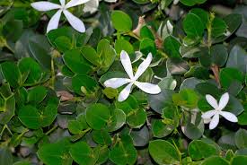Carissa macrocarpa 'Green Carpet' Natal Plum  - 5 Gallon