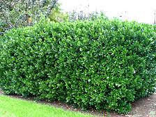 Carolina Cherry Laurel - 15 Gallon Column