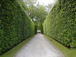 Carolina Cherry Laurel - 15 Gallon Column