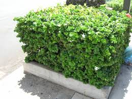 Carissa macrocarpa Natal Plum - 5 Gallon