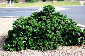Carissa macrocarpa Natal Plum - 5 Gallon