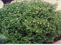 Carissa macrocarpa Natal Plum - 5 Gallon