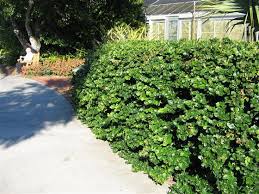 Carissa macrocarpa Natal Plum - 5 Gallon
