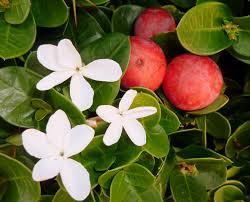 Carissa macrocarpa Natal Plum - 5 Gallon