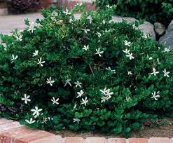 Carissa macrocarpa Natal Plum - 5 Gallon