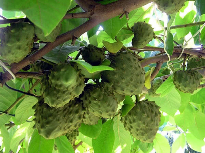 Cherimoya Tree - 24" Box 