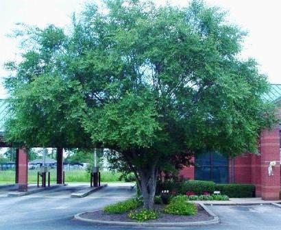 Ulmus parvifolia 'Chinese Elm' - 15 Gallon Standard