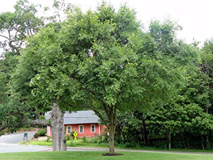 Ulmus parvifolia 'Chinese Elm' - 15 Gallon Standard