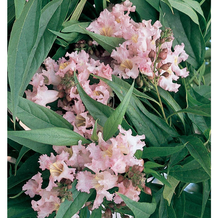 Chitalpa tashkentensis 'Pink Dawn' - 15 Gallon Standard