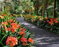 Clivia miniata 'Belgian Hybrid' Kaffir Lily - 5 Gallon