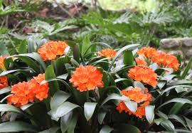 Clivia miniata 'Belgian Hybrid' Kaffir Lily - 5 Gallon