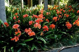 Clivia miniata 'Belgian Hybrid' Kaffir Lily - 5 Gallon