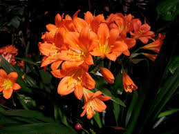 Clivia miniata 'Belgian Hybrid' Kaffir Lily - 5 Gallon